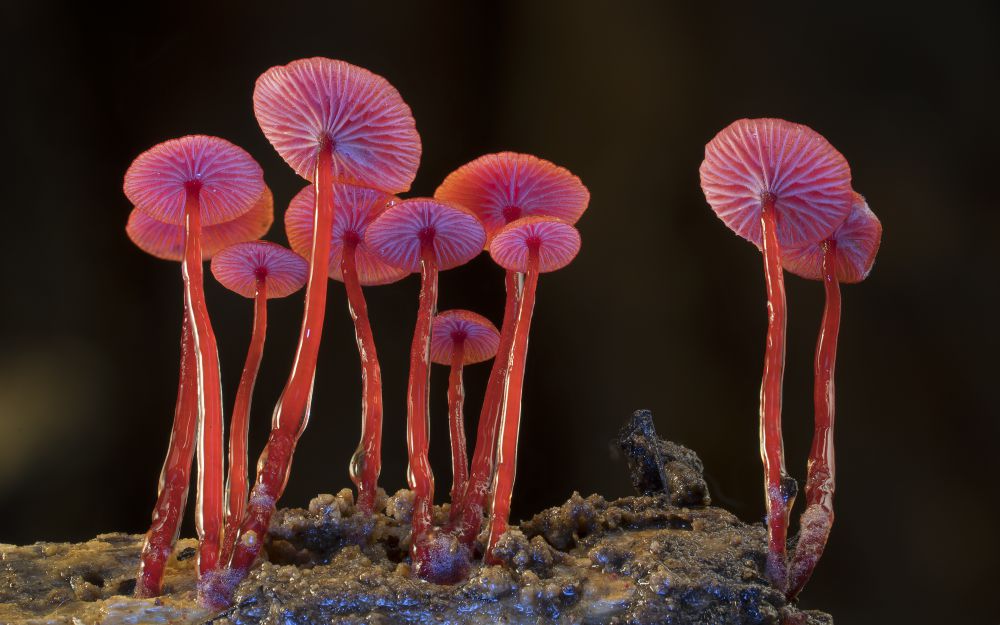 Foto van Fungi: Web of Life door Axford