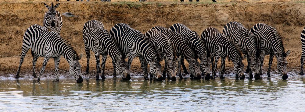 Zebra's in Tanzania