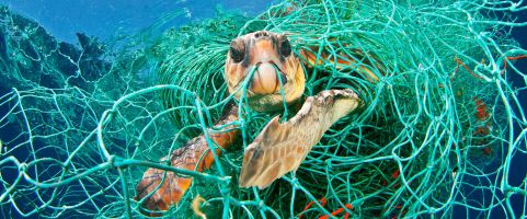 Schildpad verstrikt in een visnet